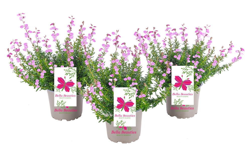 Bella-Beauties_rosa_2026_Beauty-Seasons