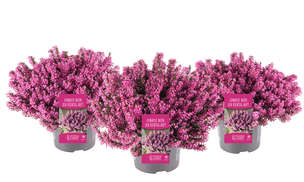 Winterladies_rosa_BeautySeasons_2026