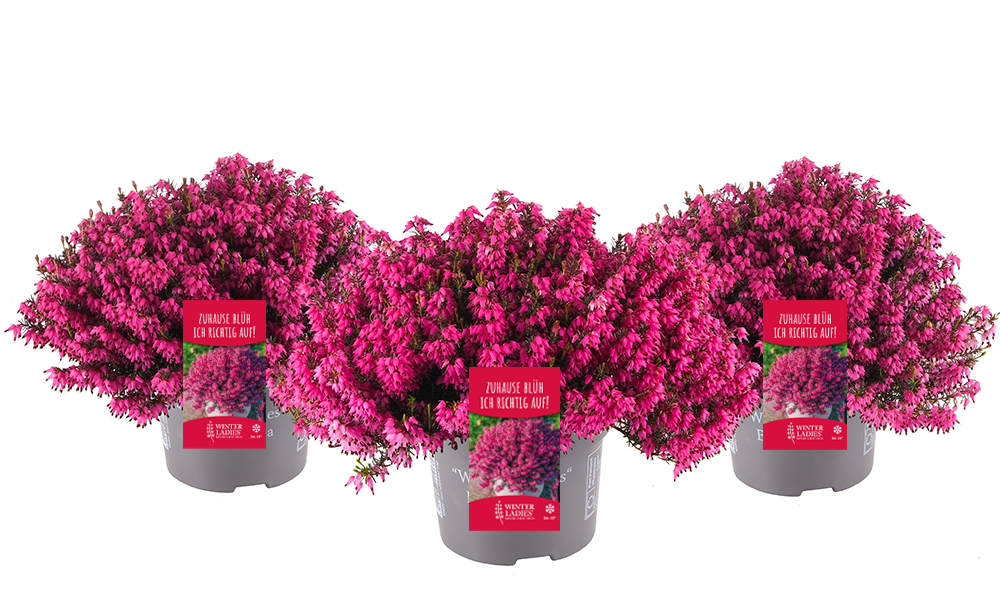 Winterladies_rot_BeautySeasons_2026