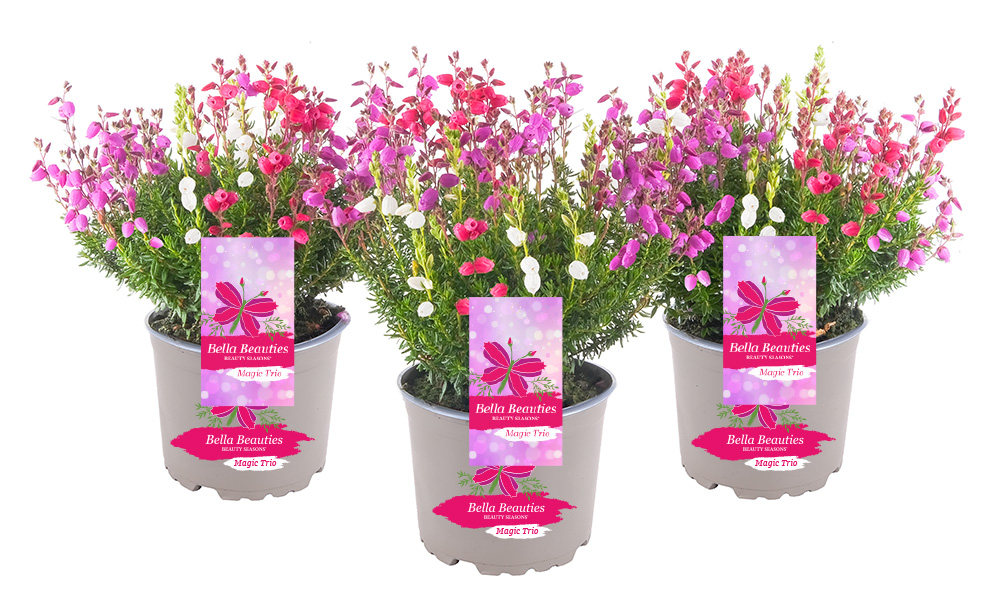 Bella-Beauties_MagicTrio_2026_Beauty-Seasons