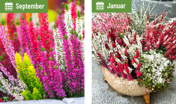 EndlessEuphoria_BeautySeasons_2026_05