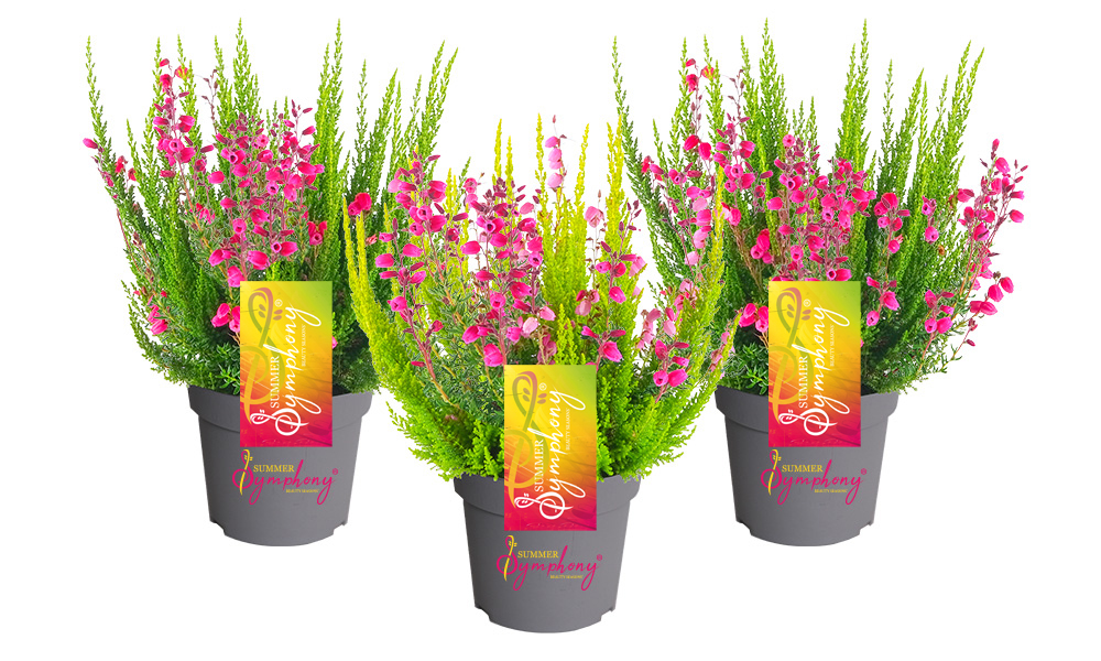 SummerSmyphony_BeautySeasons_2026_02