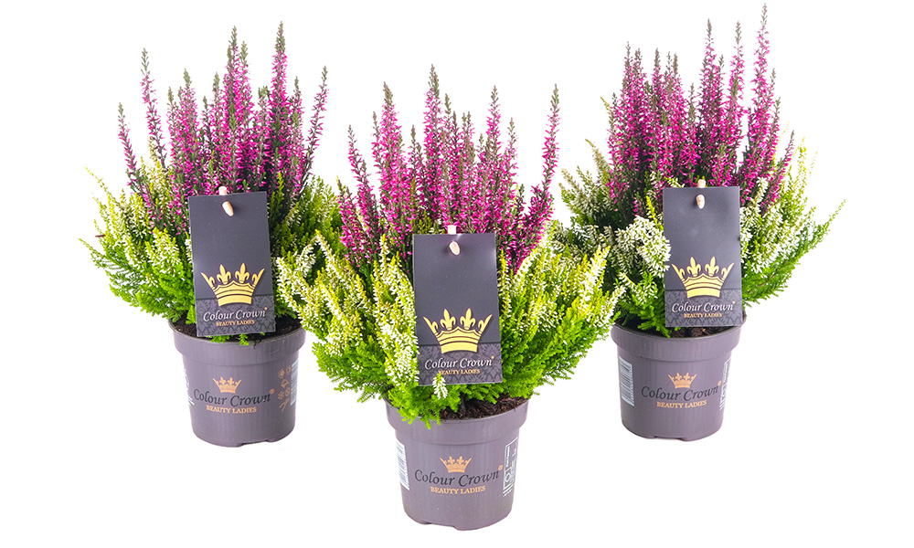 lila_ColourCrown_BeautySeasons_2026