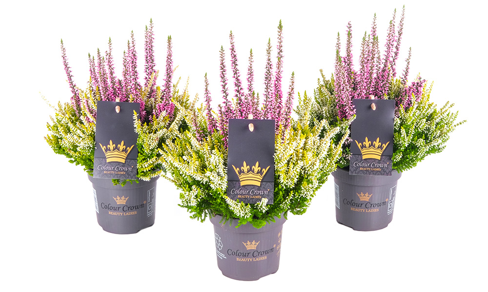 rosa_ColourCrown_BeautySeasons_2026
