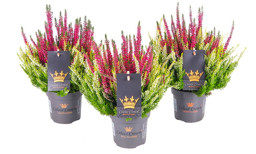 rot_ColourCrown_BeautySeasons_2026
